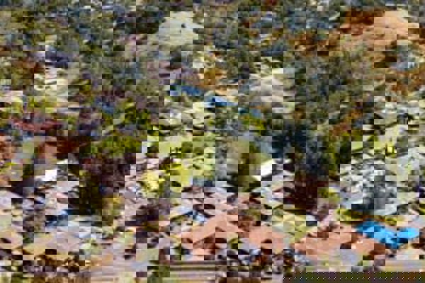 California – Trường Trung Học San Domenico School – USA